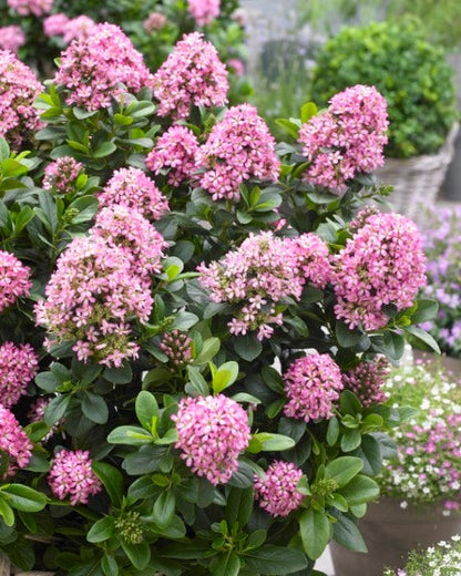  Escallonia (Escallonia 'Pink Elle')