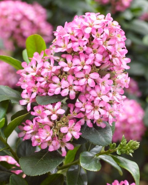  Escallonia (Escallonia 'Pink Elle')