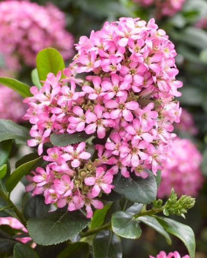  Escallonia (Escallonia 'Pink Elle')