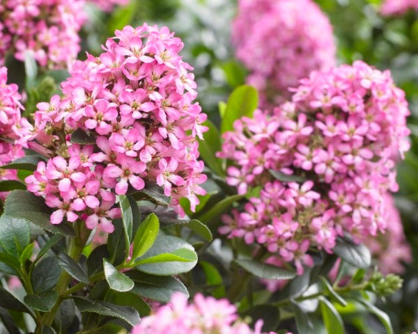  Escallonia (Escallonia 'Pink Elle')