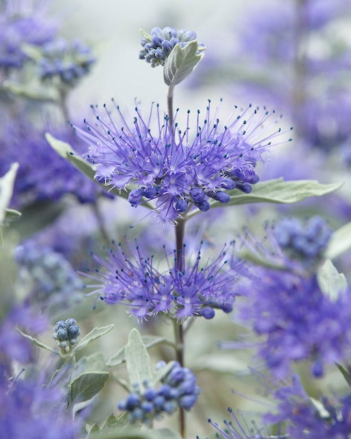  Caryopteris (Caryopteris X Clandonensis 'Sterling Silver')