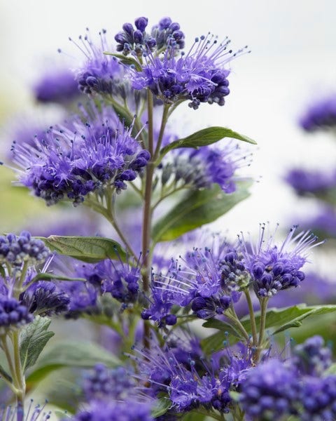  Caryopteris (Caryopteris Clandonensis 'Grand Blue')