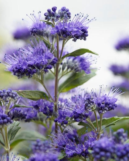  Caryopteris (Caryopteris Clandonensis 'Grand Blue')