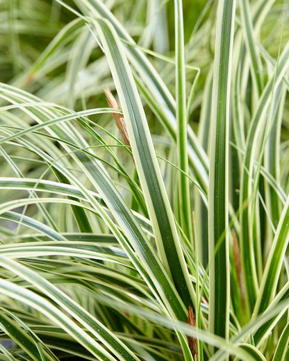  Zegge (Carex Evercream)