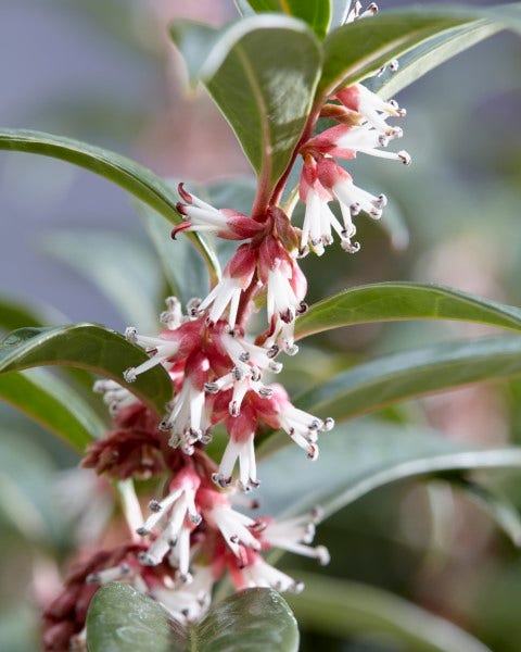  Sarcococca (Sarcococca Hookeriana 'Winter Gem')