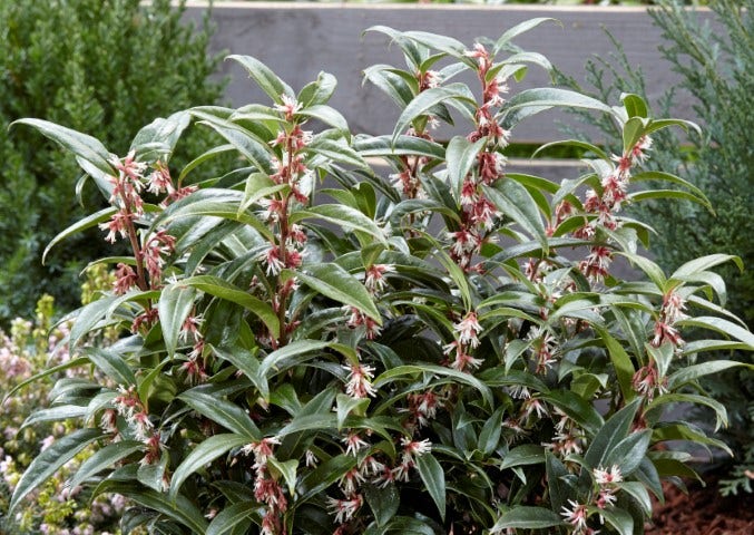  Sarcococca (Sarcococca Hookeriana 'Winter Gem')