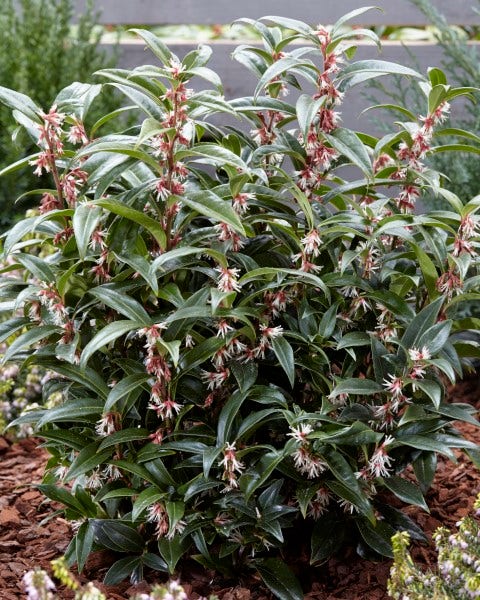  Sarcococca (Sarcococca Hookeriana 'Winter Gem')