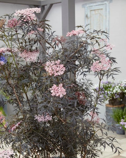  Zwarte Vlier (Sambucus Nigra 'Black Lace')