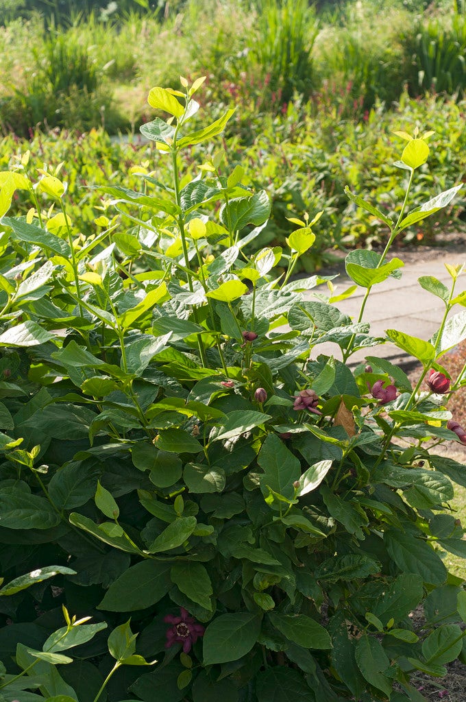  Specerijstruik (Calycanthus 'Aphrodite')