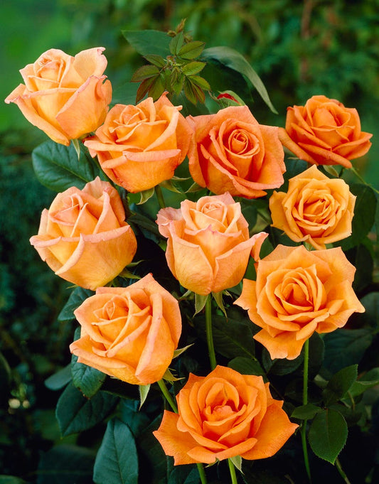  Grootbloemige Roos (Rosa 'Doris Tysterman')