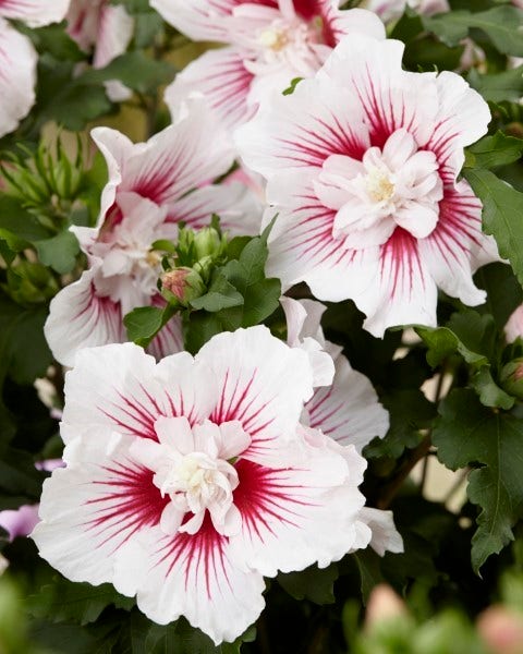  Altheastruik (Hibiscus Syriacus 'Starburst Chiffon')
