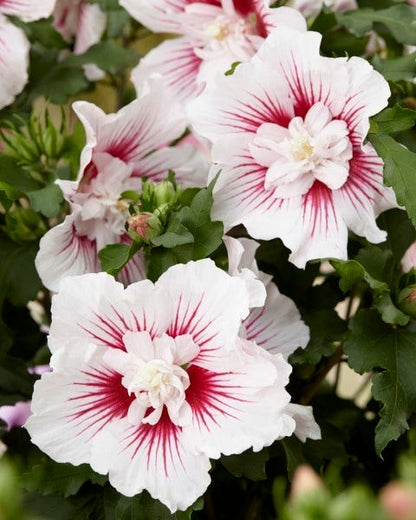  Altheastruik (Hibiscus Syriacus 'Starburst Chiffon')