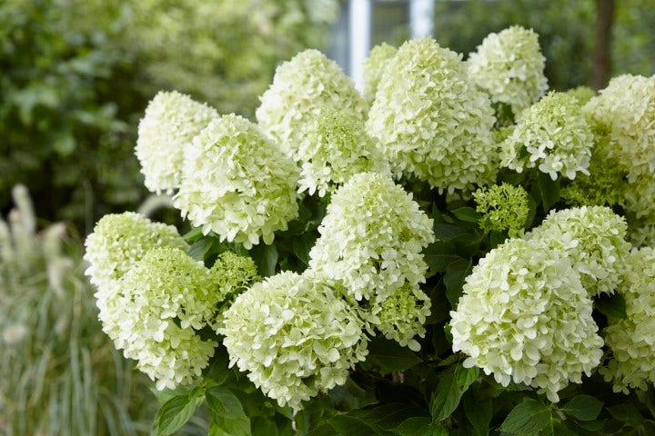  Pluimhortensia (Hydrangea Paniculata 'Little Spooky')