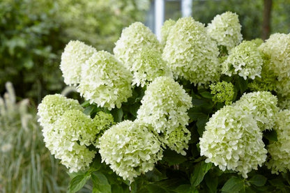  Pluimhortensia (Hydrangea Paniculata 'Little Spooky')
