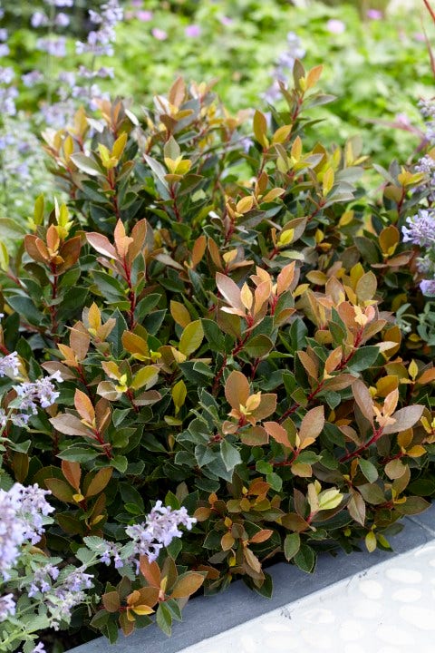  Glansmispel (Photinia Fraseri 'Chico')