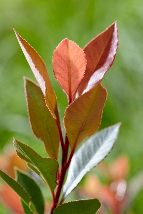  Glansmispel (Photinia Fraseri 'Chico')