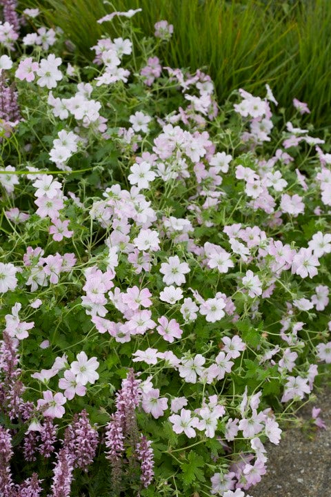  Ooievaarsbek (Geranium 'Dreamland')