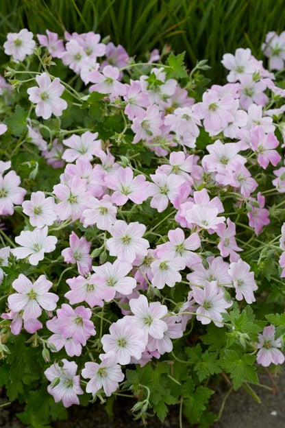  Ooievaarsbek (Geranium 'Dreamland')