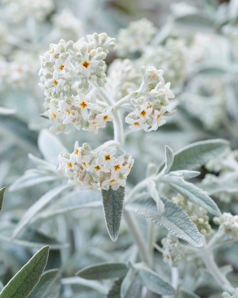  Vlinderstruik (Buddleja 'Silver Anniversary')
