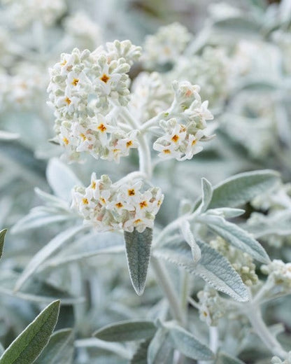  Vlinderstruik (Buddleja 'Silver Anniversary')