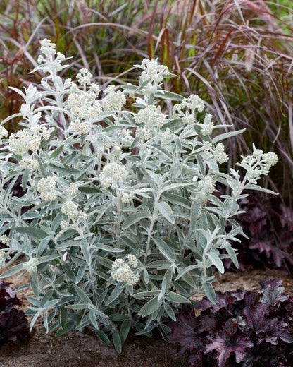  Vlinderstruik (Buddleja 'Silver Anniversary')