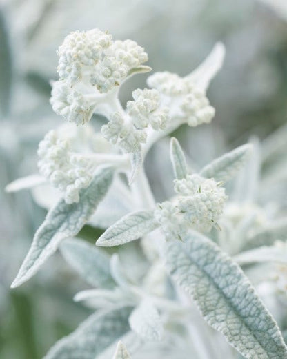  Vlinderstruik (Buddleja 'Silver Anniversary')