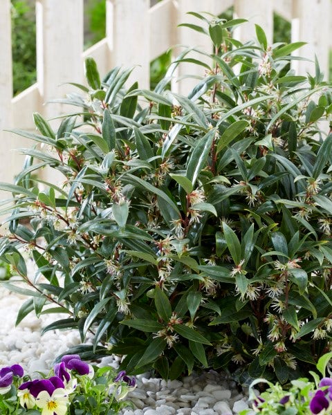  Sarcococca (Sarcococca Hookeriana 'Purple Gem')