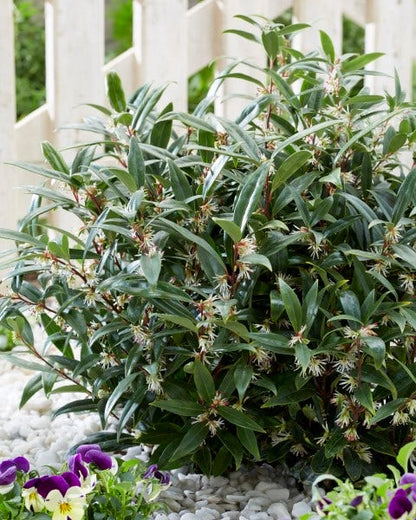  Sarcococca (Sarcococca Hookeriana 'Purple Gem')