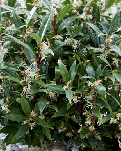  Sarcococca (Sarcococca Hookeriana 'Purple Gem')