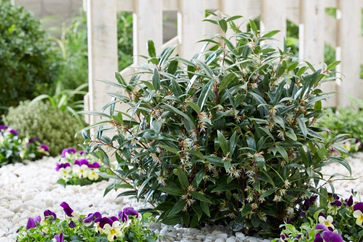  Sarcococca (Sarcococca Hookeriana 'Purple Gem')