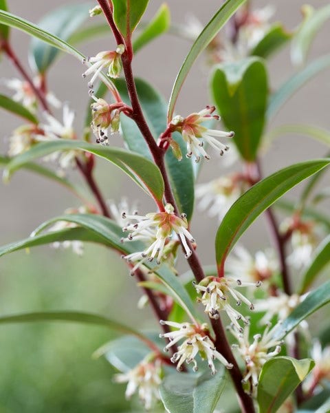  Sarcococca (Sarcococca Hookeriana 'Purple Gem')
