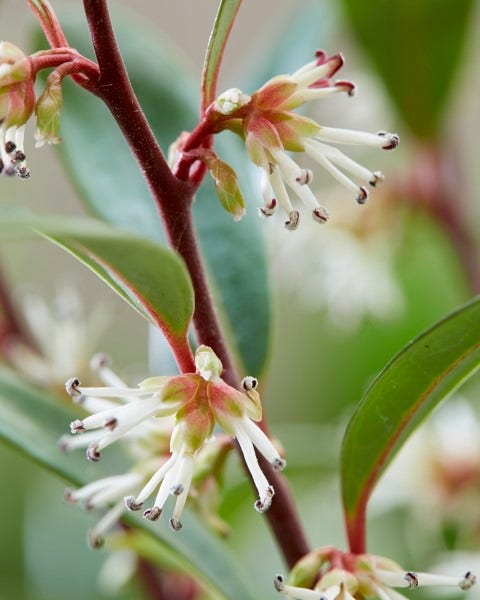  Sarcococca (Sarcococca Hookeriana 'Purple Gem')