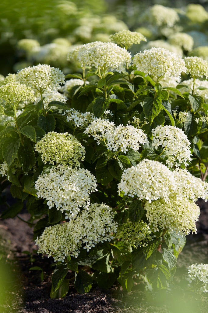  Hortensia (Hydrangea 'BellaRagazza Limetta')