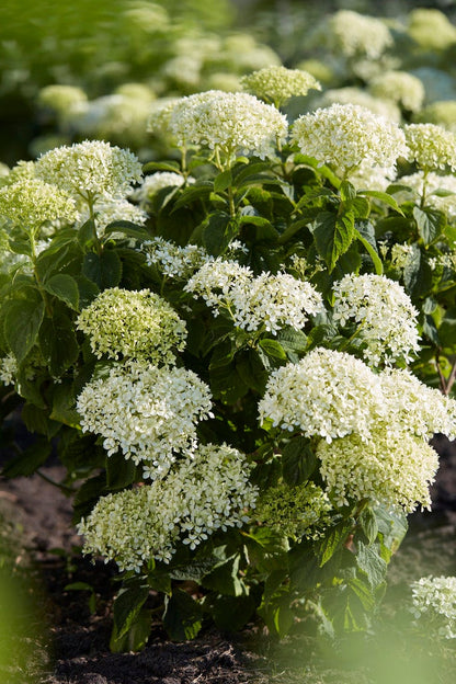  Hortensia (Hydrangea 'BellaRagazza Blanchetta')