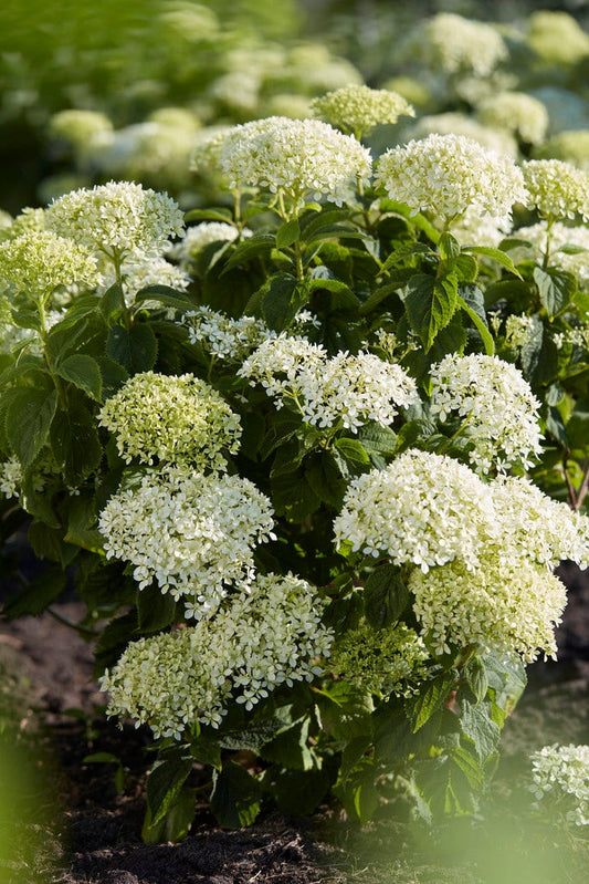 Hortensia (Hydrangea 'BellaRagazza Blanchetta')