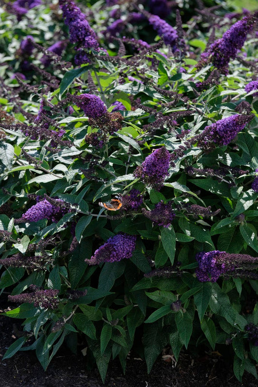  Vlinderstruik (Buddleja 'Rocketstar Indigo')