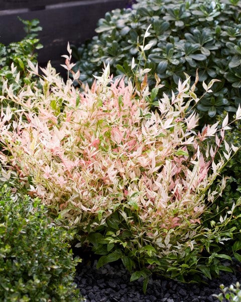  Hemelse Bamboe (Nandina Domestica 'Twilight')