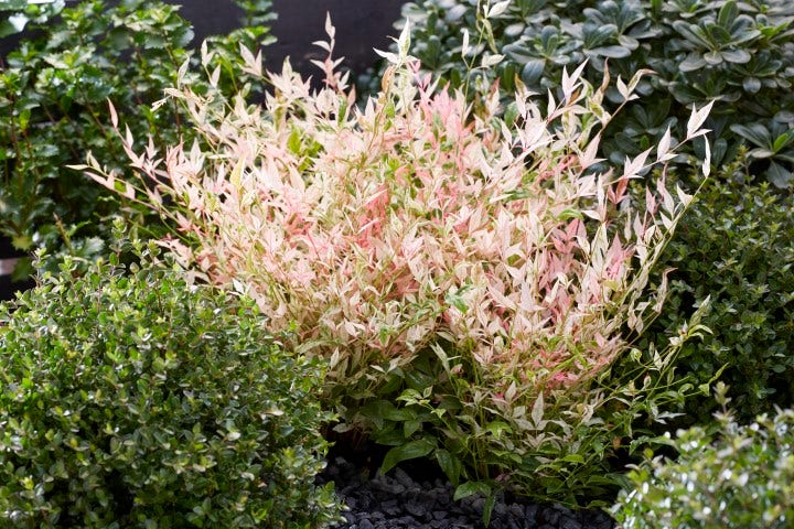  Hemelse Bamboe (Nandina Domestica 'Twilight')