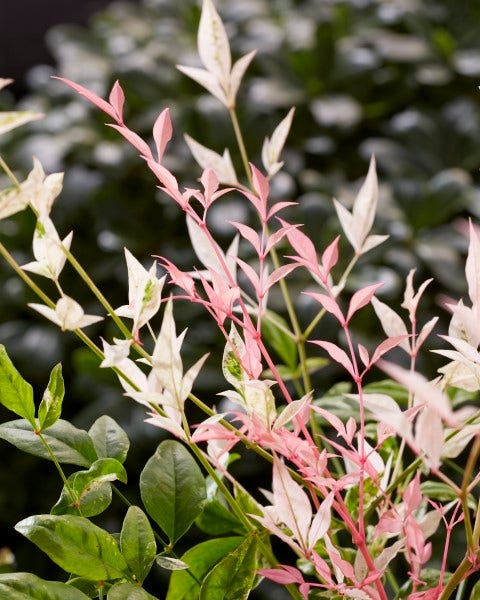  Hemelse Bamboe (Nandina Domestica 'Twilight')