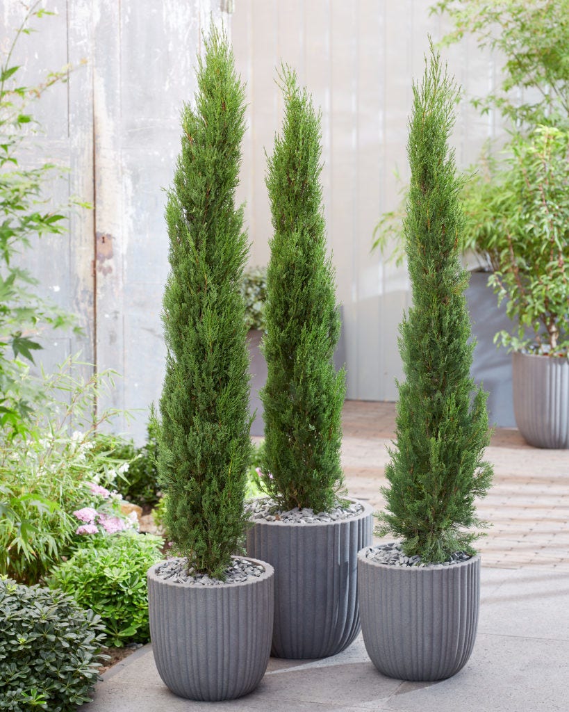  Italiaanse Cypres (Cupressus Sempervirens 'Stricta')