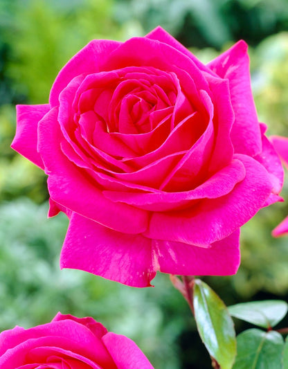  Roos Felroze (Rosa 'Criterion')