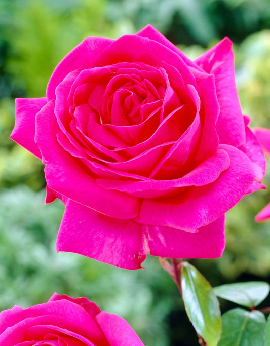  Roos Felroze (Rosa 'Criterion')