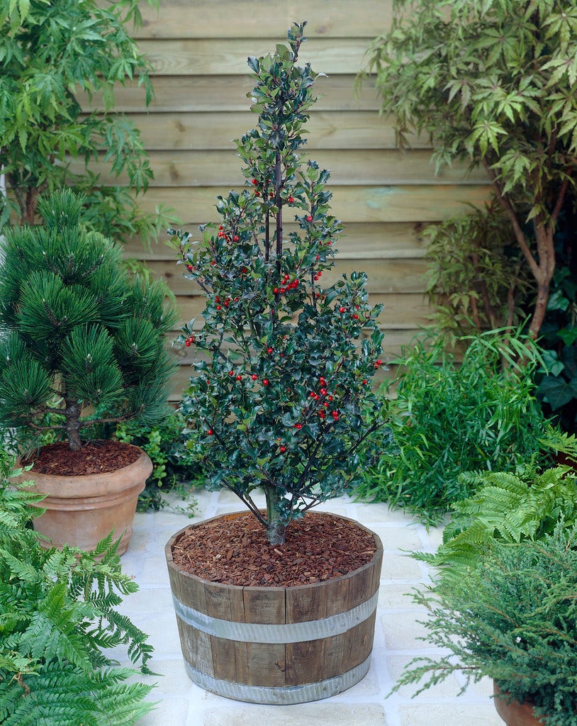  Blauwe Hulst (Ilex Meserveae 'Blue Angel')