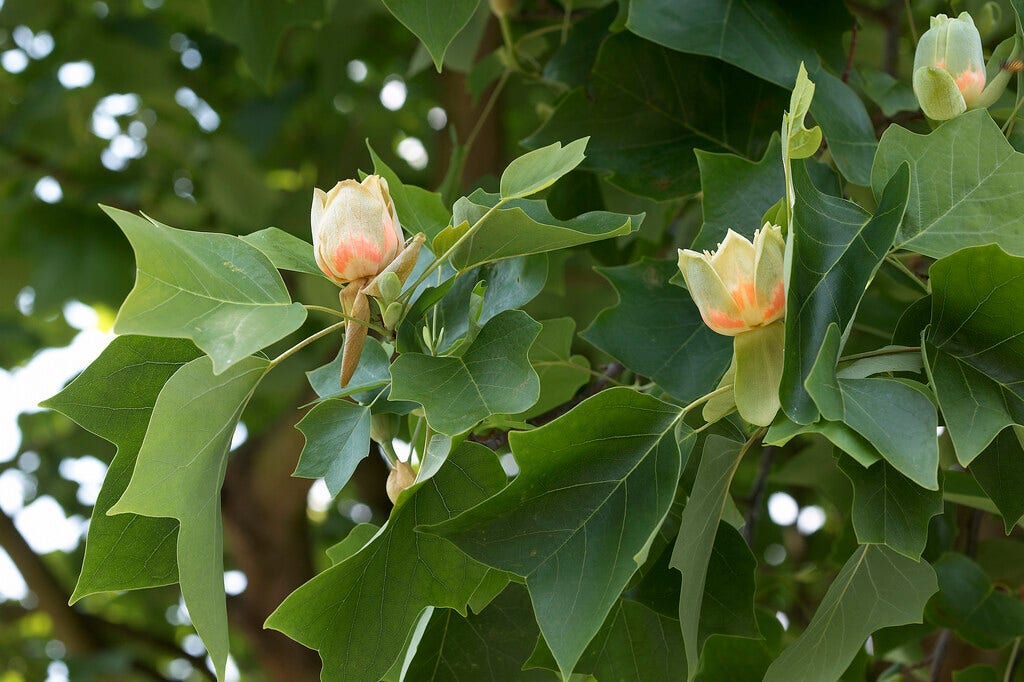  Grote Tulpenboom (Liriodendron Tulipifera)