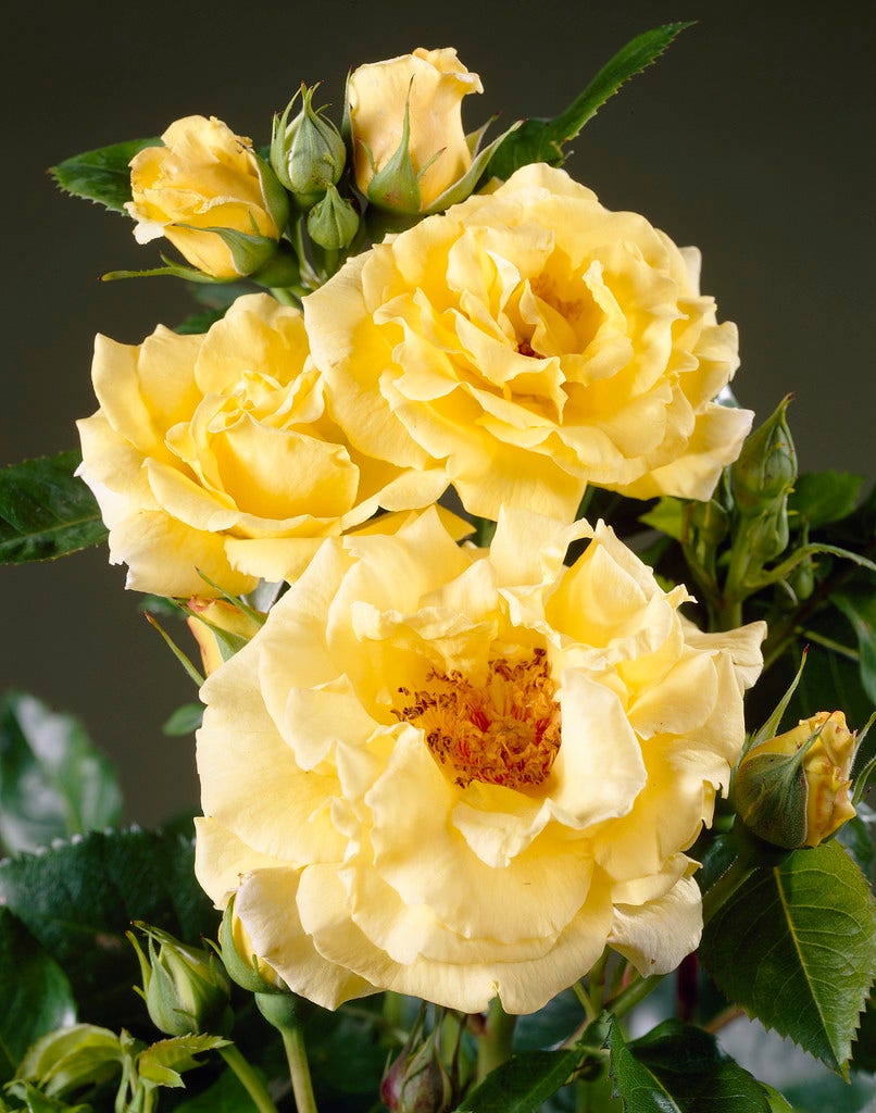  Heesterroos (Rosa 'Lichtkönigin Lucia' ®)