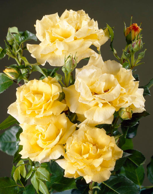  Heesterroos (Rosa 'Lichtkönigin Lucia' ®)