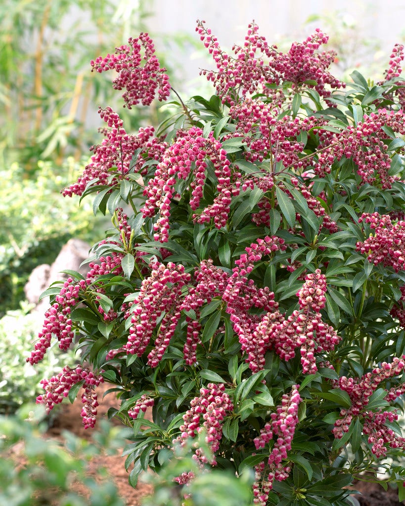  Rotsheide (Pieris Japonica 'Passion')