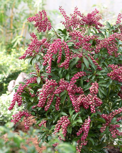  Rotsheide (Pieris Japonica 'Passion')
