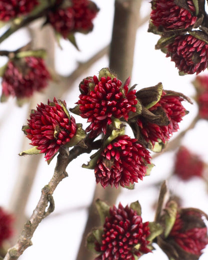  Grote Parrotia (Parrotia Persica)