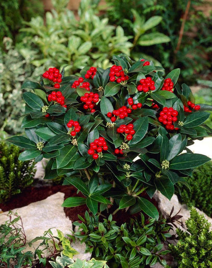  Skimmia (Skimmia Japonica 'Olympic Flame')